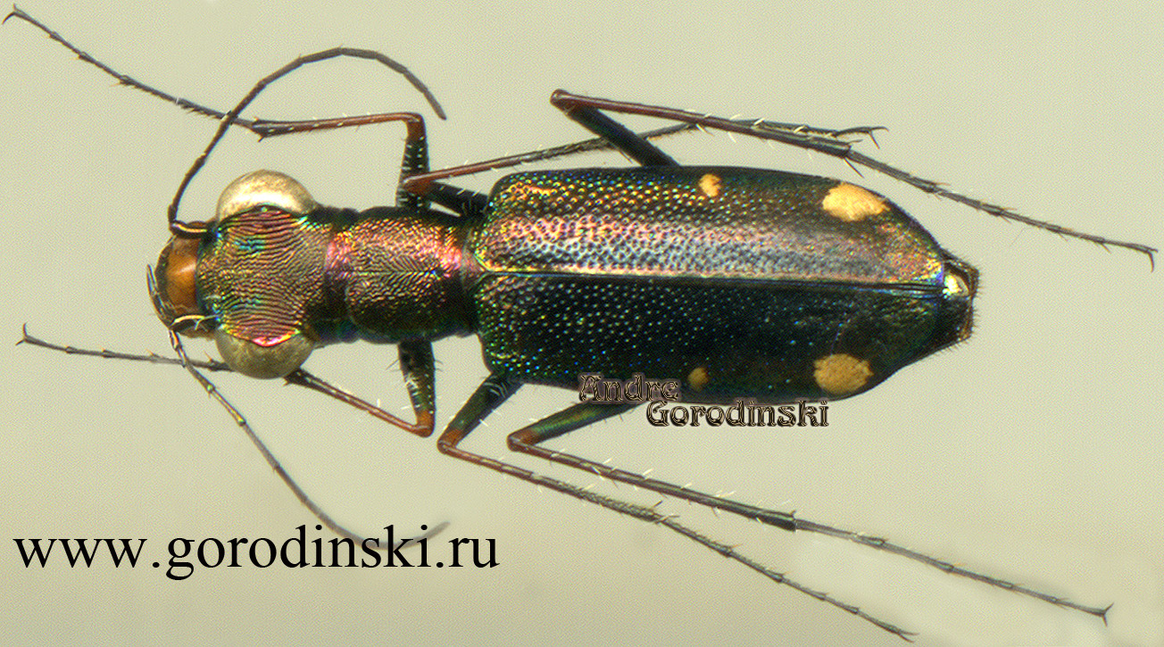 http://www.gorodinski.ru/cicindela/Jansenia plagatima.jpg